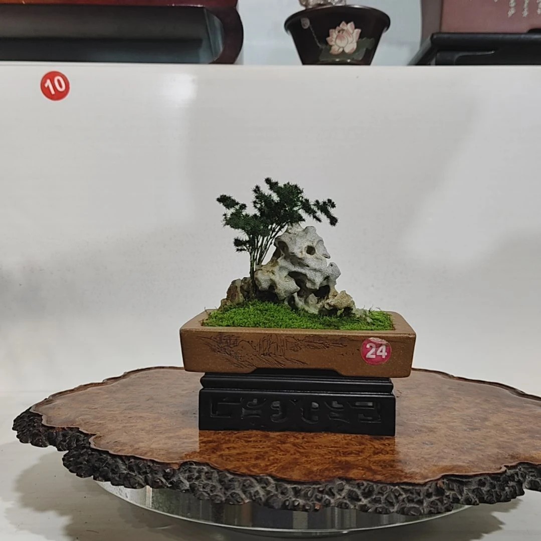 木***莓无花朵盆景，云竹，九龙壁