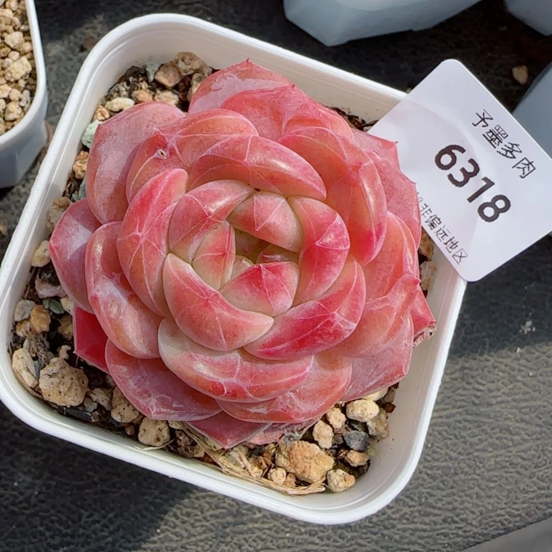 冰魄，6318多肉植物