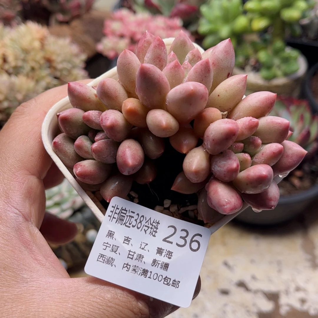 236金鱼姬德华多肉