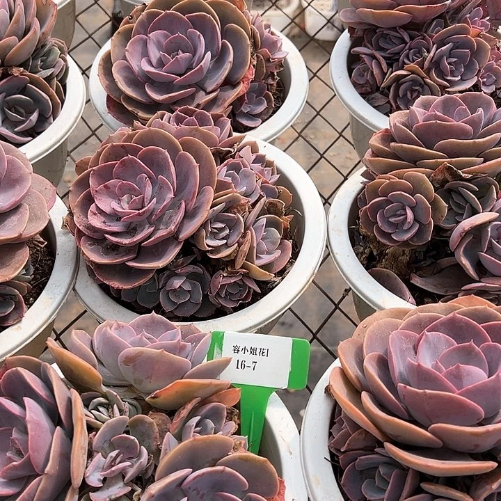 16.7尘埃有瑕一个脱土