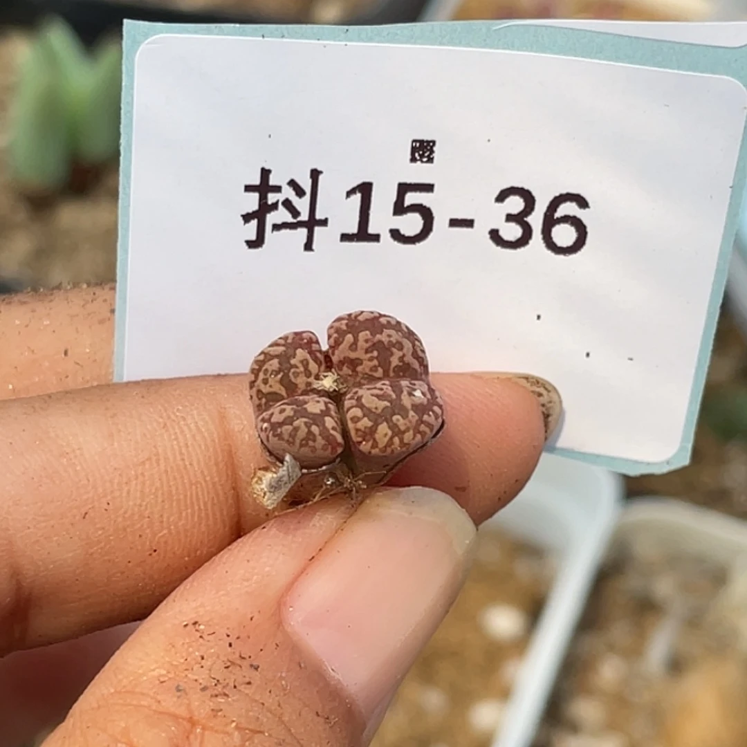 健****15-36肉锥多肉植物