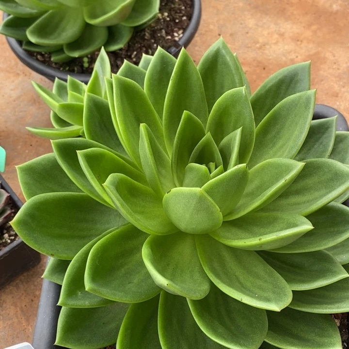 D788- 直播福利 翠花