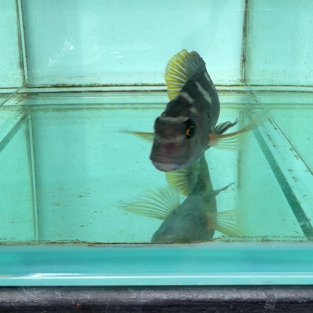 慈鲷616大黄峰。