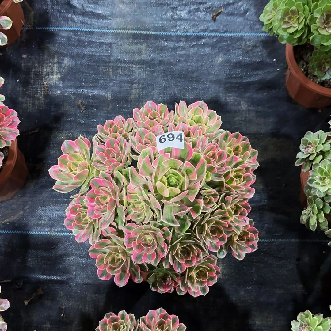 熏***熏694女妖冠服在30公分以上