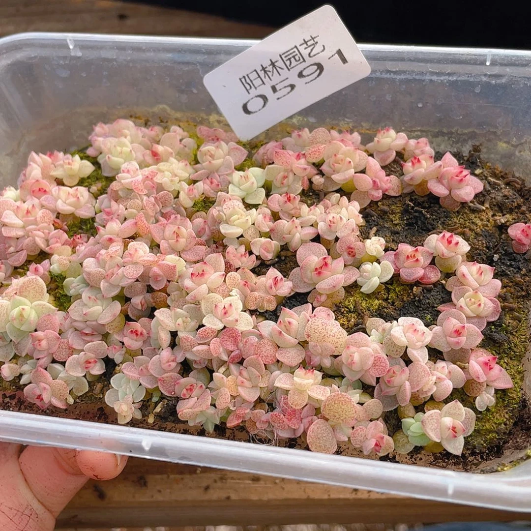 多肉植物多肉植物591