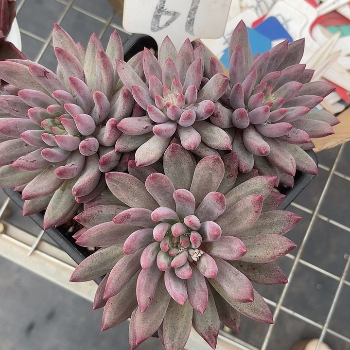 开播炸福利，两单包邮61金鱼姬