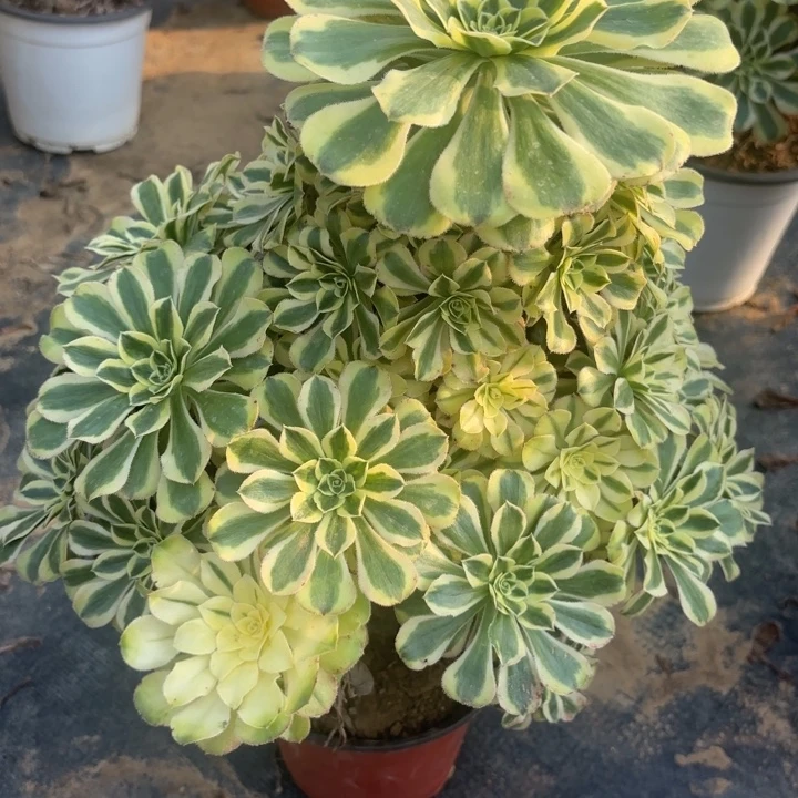 白兰地有瑕疵多肉法师不包损21