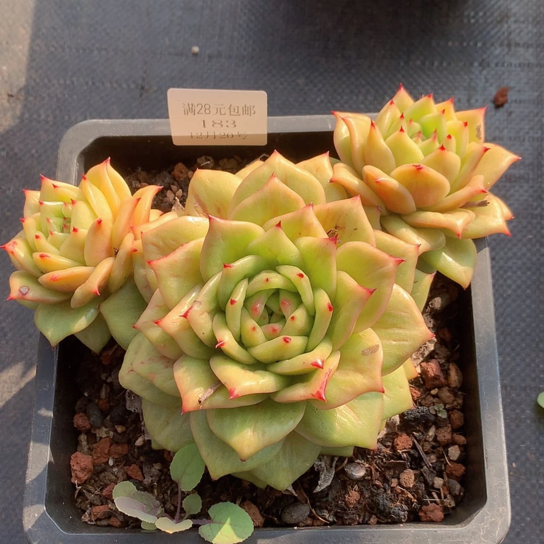 【闪购商品】云183号蔷薇