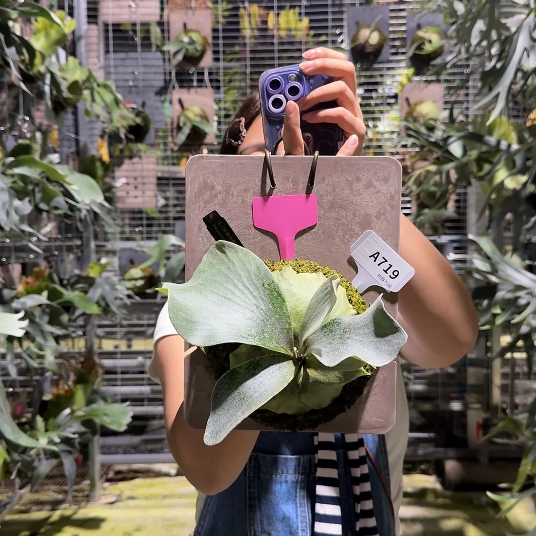 不开花植物A719-白二歧鹿角蕨（小）