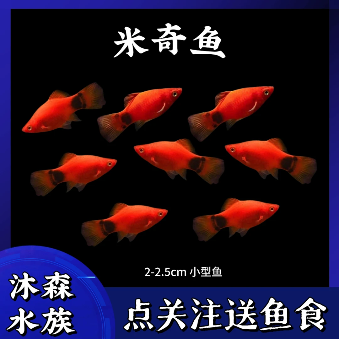 米奇鱼小型热带胎生观赏鱼可混养好养耐活适合新手淡水鱼【1】