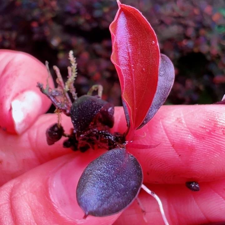 福利22号福利价植物一头