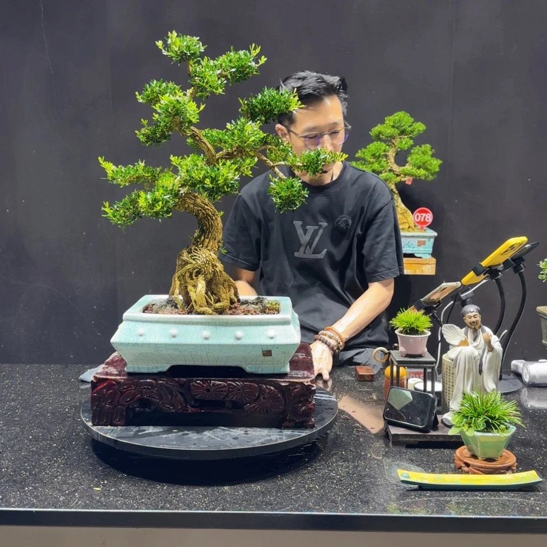 三***2无花朵黄杨室内室外盆景艺术