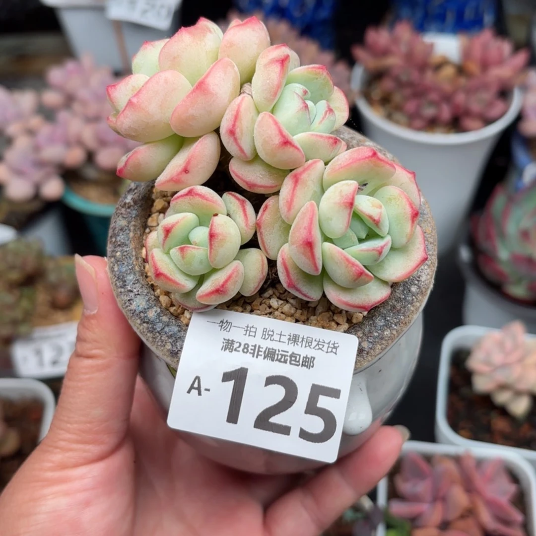 香草多肉多肉多肉