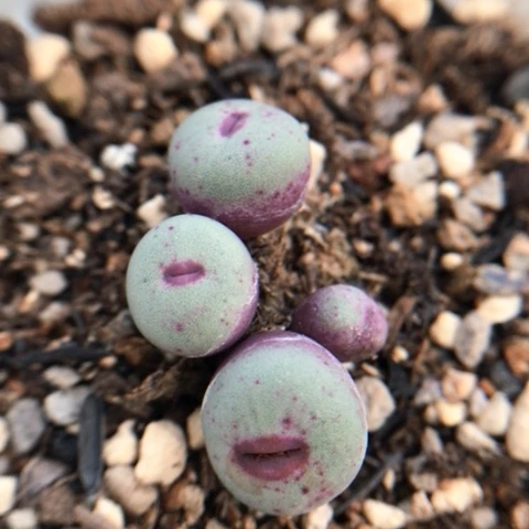 多肉肉锥 1380B红嘴