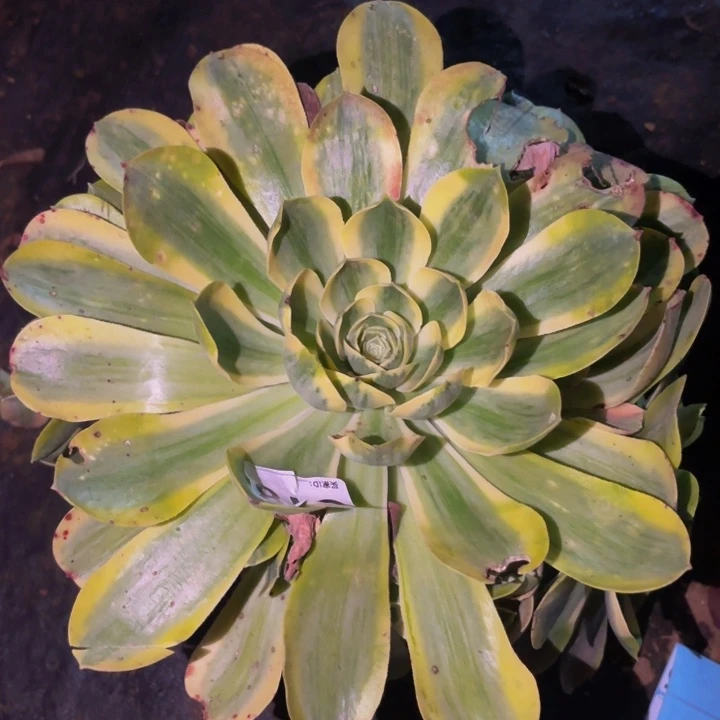 618加州香炉盘多肉植物不售后锦