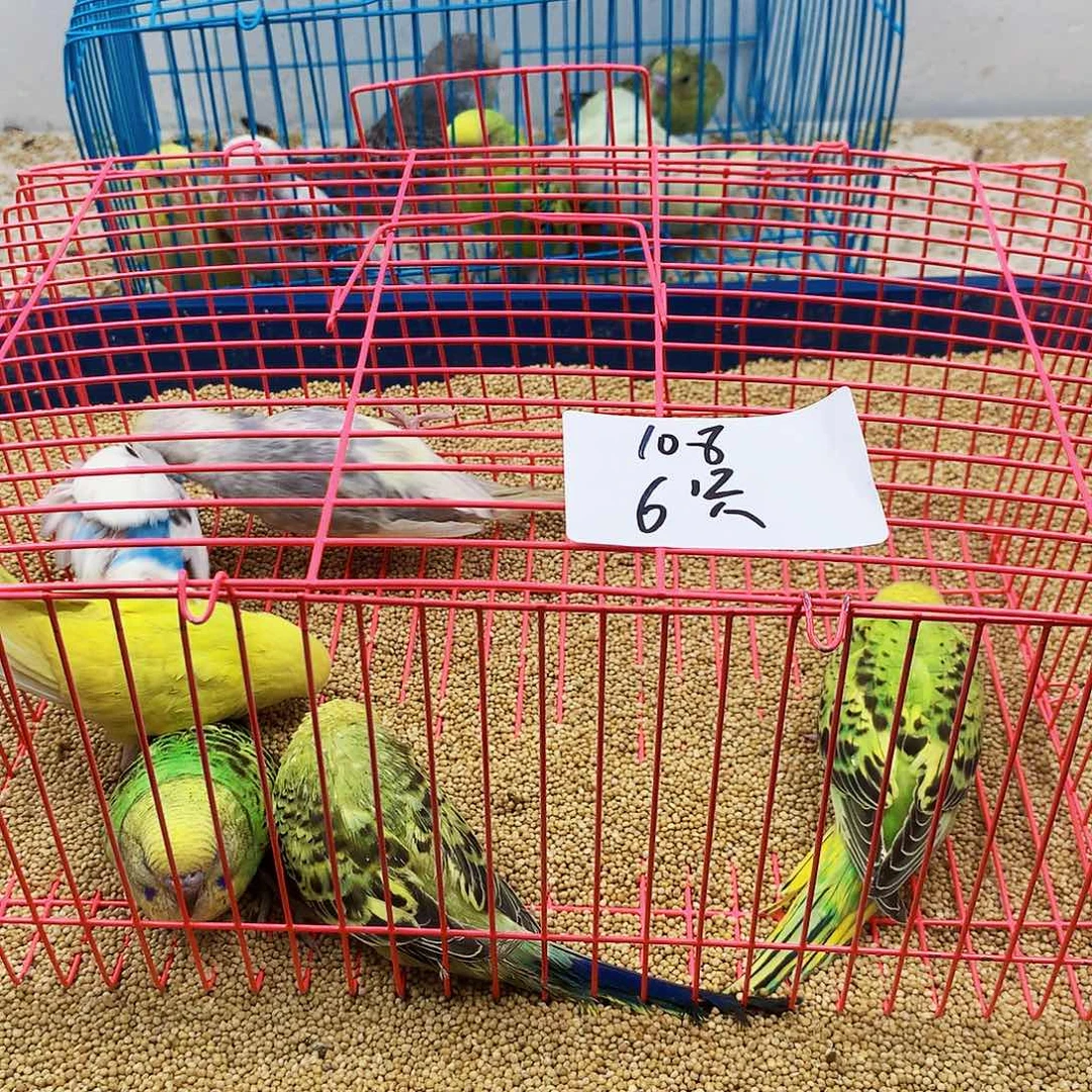 虎皮鹦鹉知***、虎皮鹦鹉