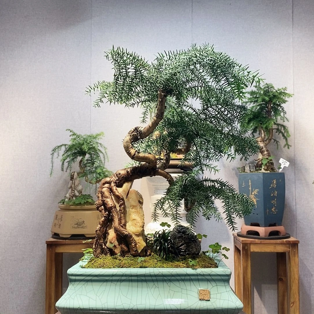 爱***限无花朵澳洲杉1111