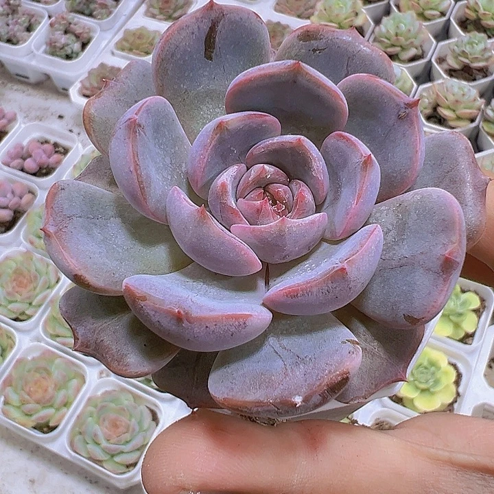 大夜莺19包邮多肉植物