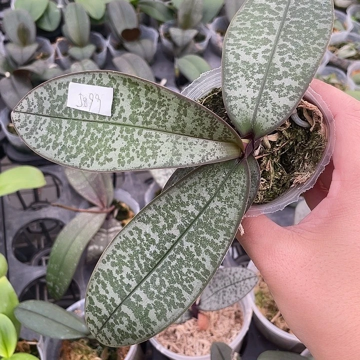 特***斯完全开放处理苗23Pu 2.5寸微瑕