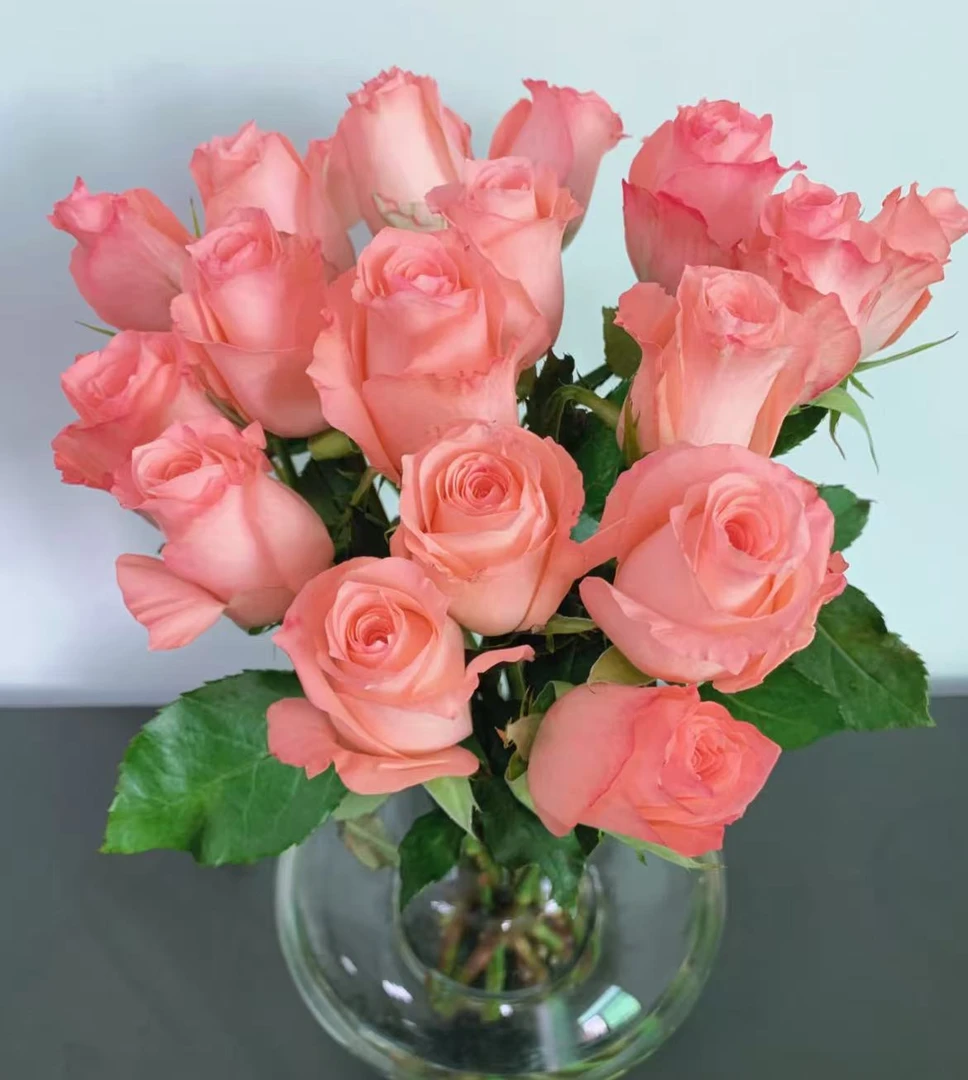 戴安娜玫瑰云南基地直发新鲜玫瑰家养真花 · 粉玫瑰18支送2支防损