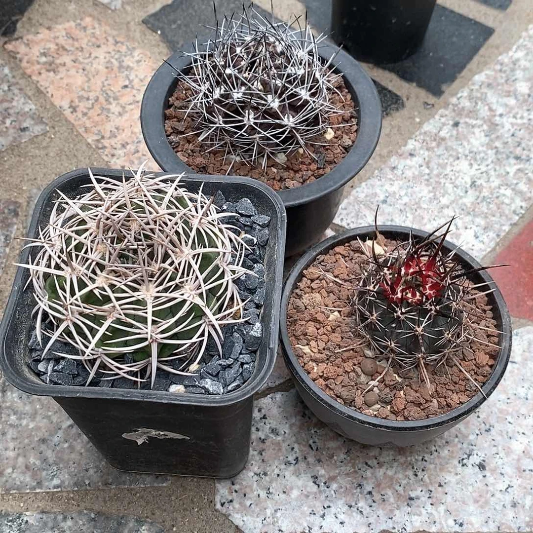 悟*碧岩玉，智利球，林氏幻虾