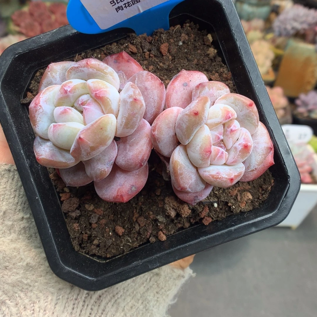 57双头星影多肉植物