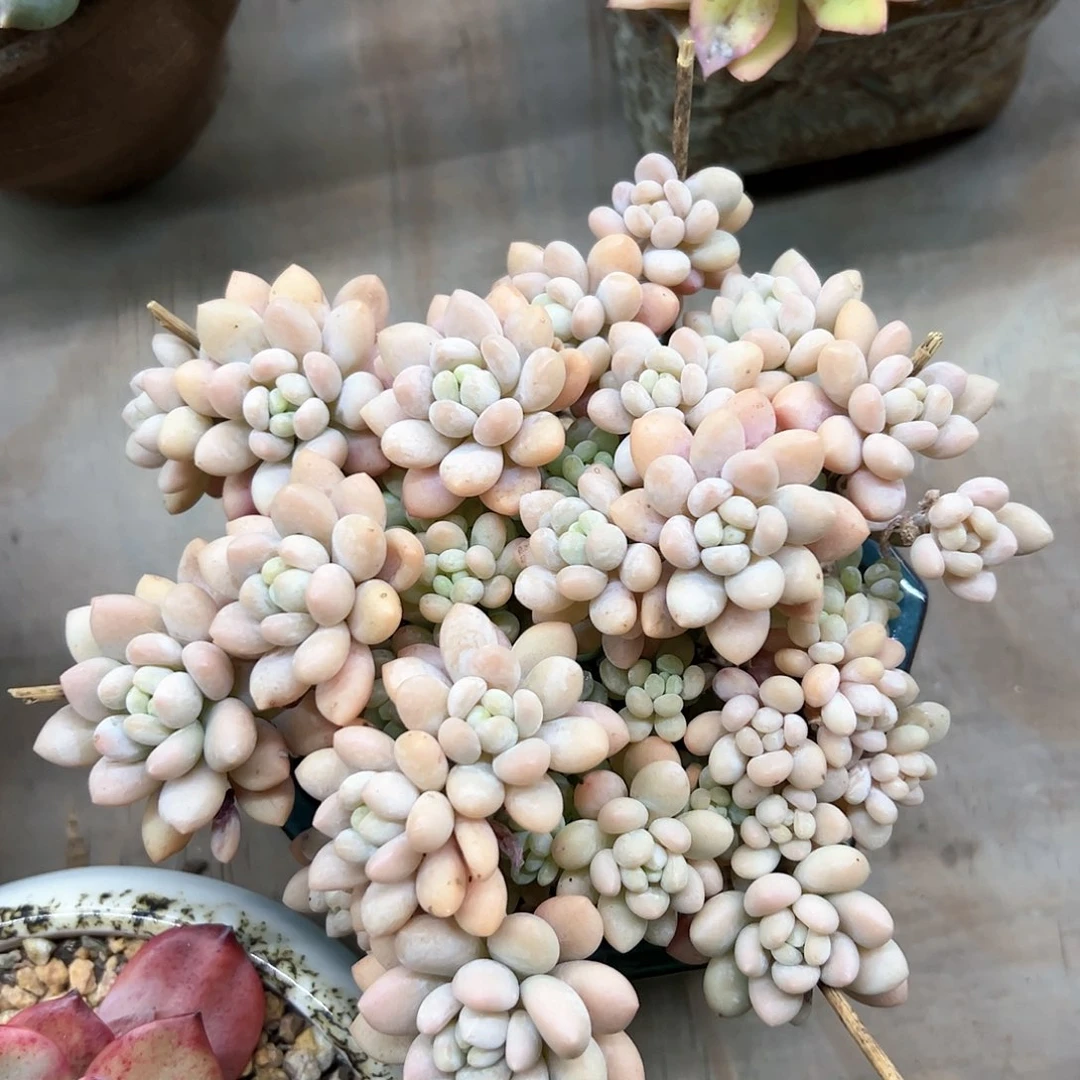 洛可可18 零零多肉植物