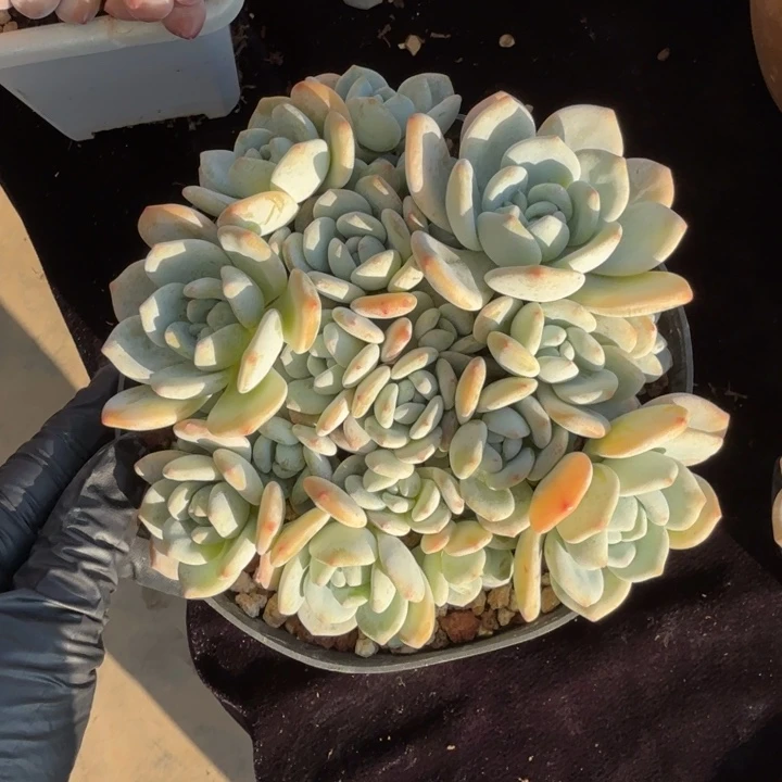 14厘米左右一物一拍的的