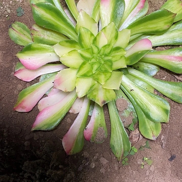 多肉植物保护研究所