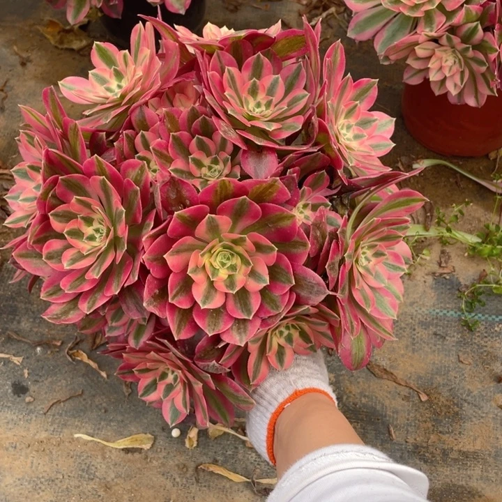 729分女法师多肉断枝不售后