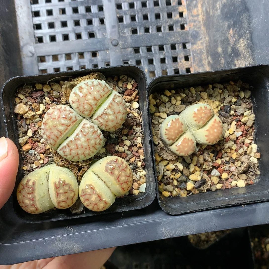 ?*霉G340多肉植物保护