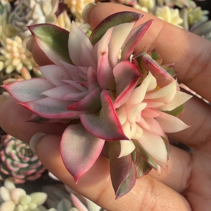 一颗的吉赛尔锦无根