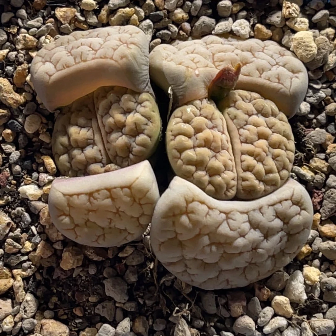 0335双头白底凹凸189