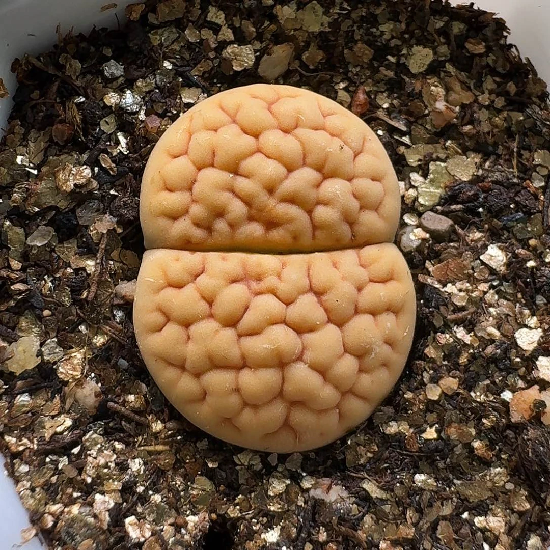 生石花111111。   330