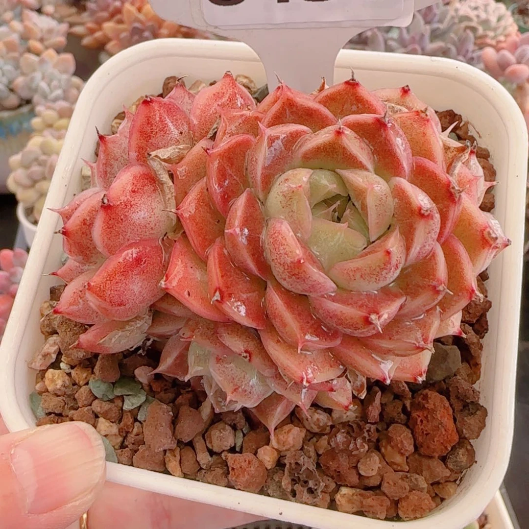 多肉植物8430…………..