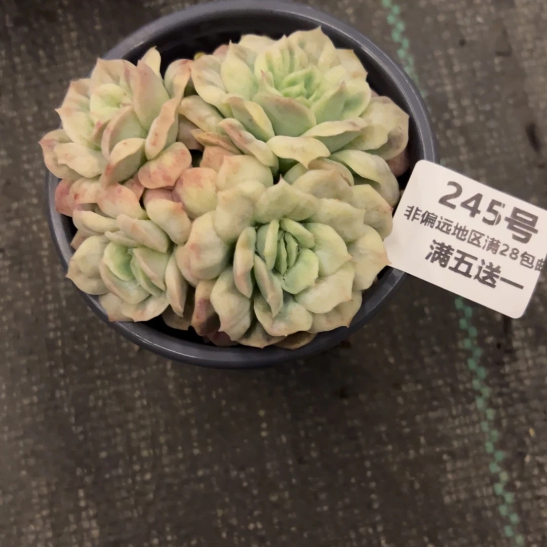 1***9表妹精品多肉植物245.