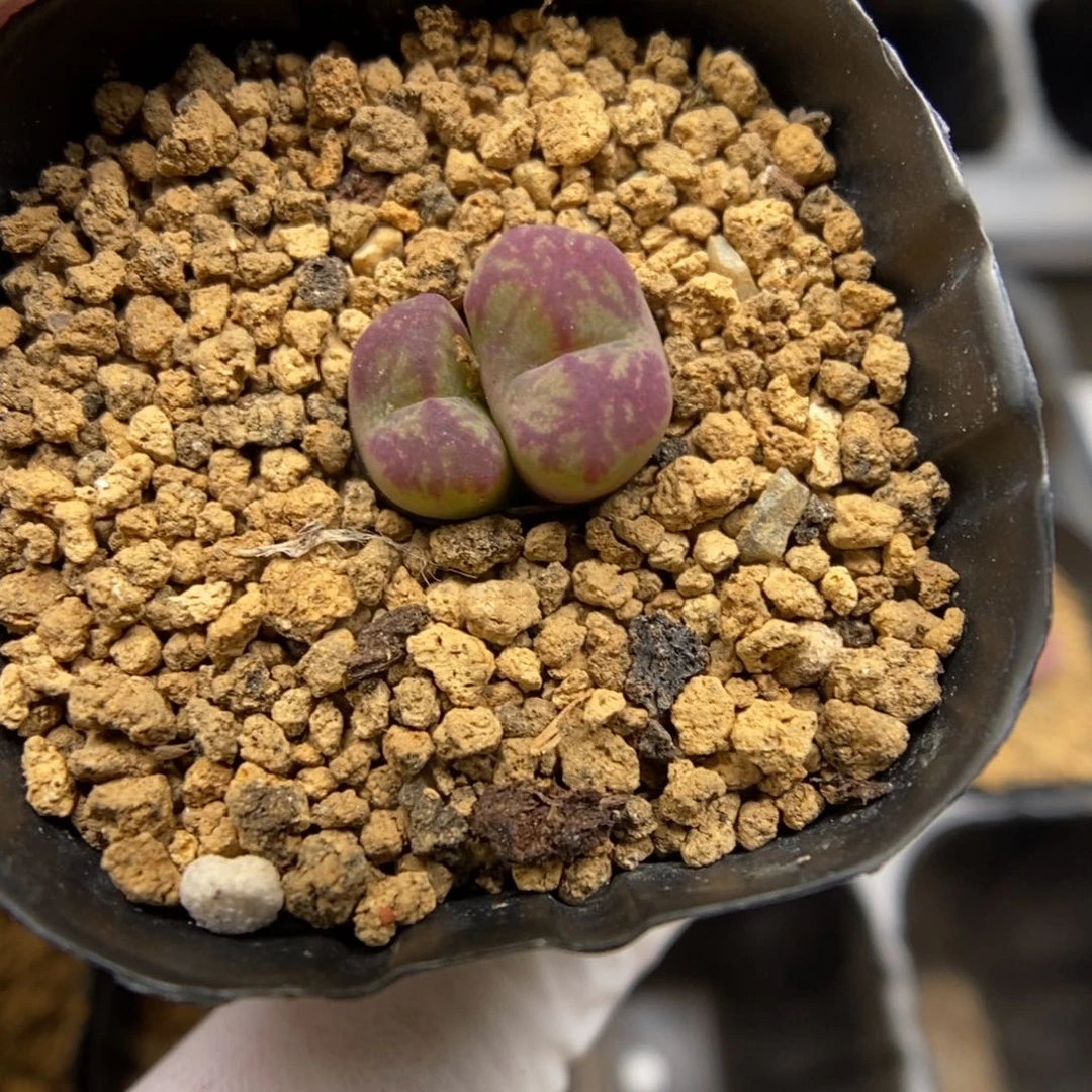 多肉植物肉锥杂交K-744 下播
