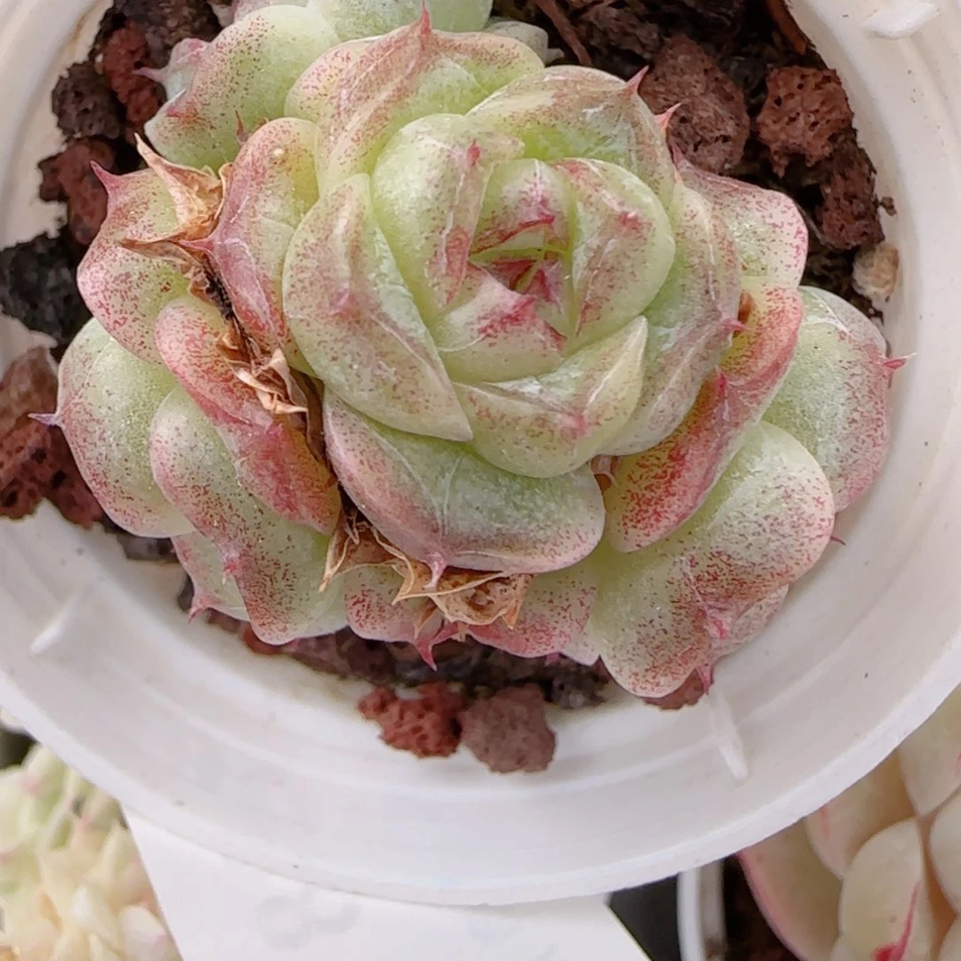 大***）花语多肉1218-138散