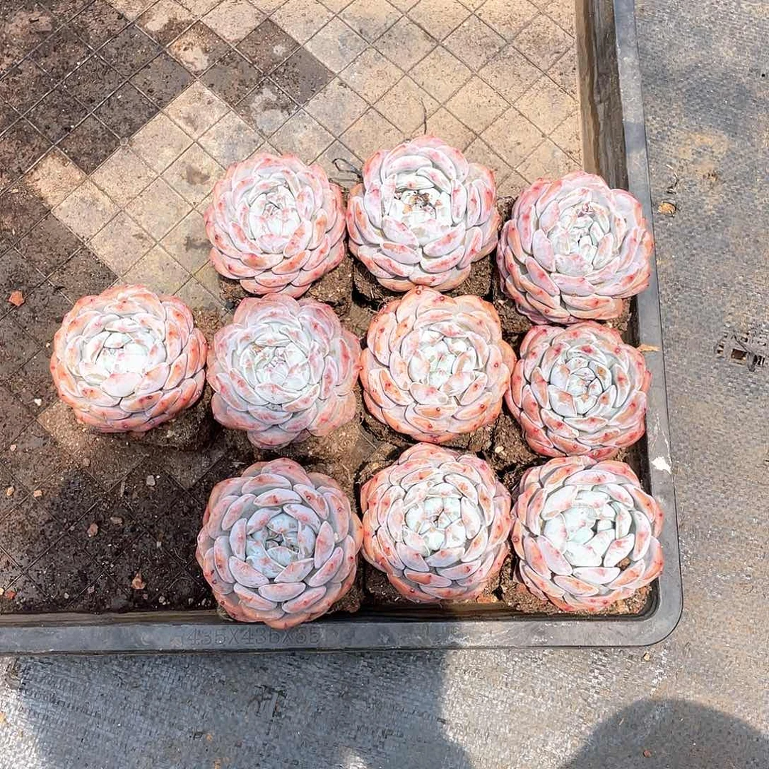 ゆ****i多肉植物多肉植物