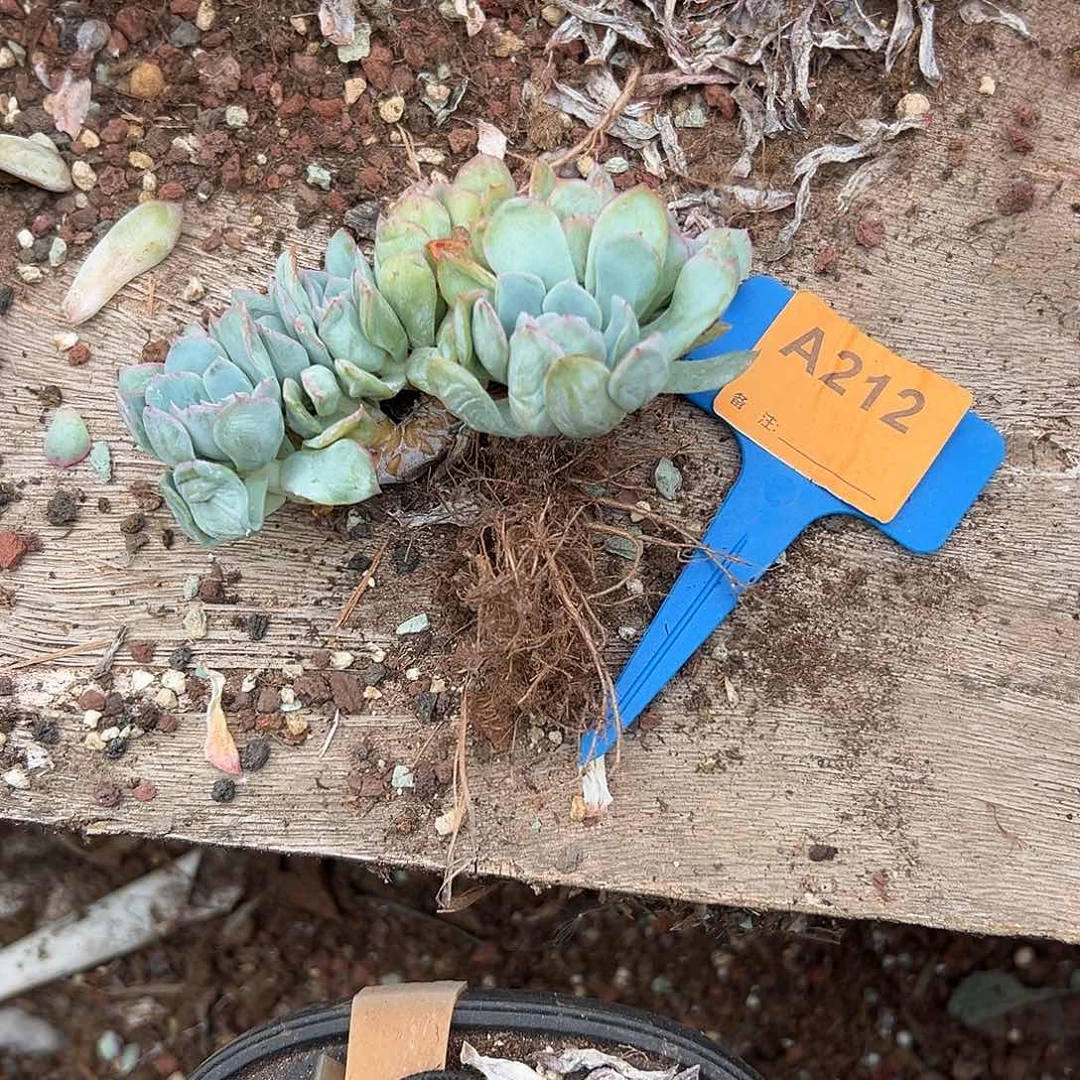 阿***晴多肉植物一物一拍