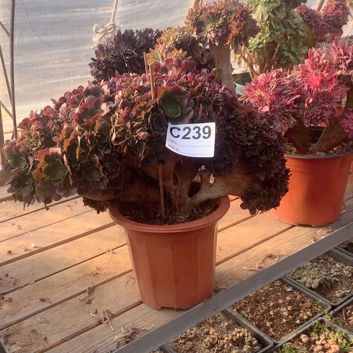 239 玫瑰缀多肉法师