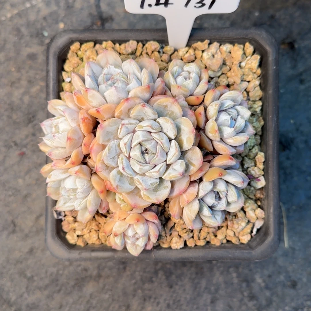 一物一拍捧花雪兔131