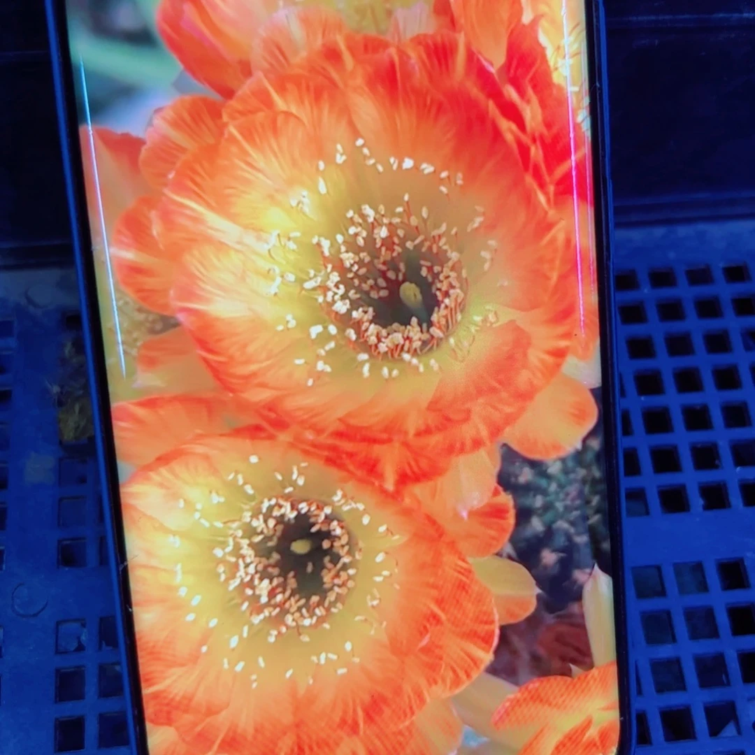 下12丽花橙羽毛歪无根侧芽3公分左右20包邮