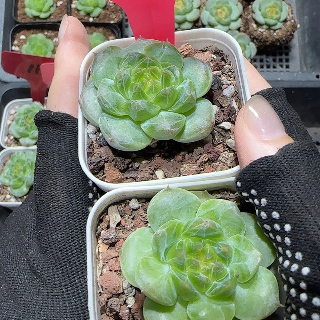 110拍一送一到手2颗一物一拍