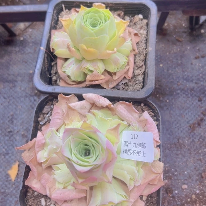 112 裸根不带土发货不包损