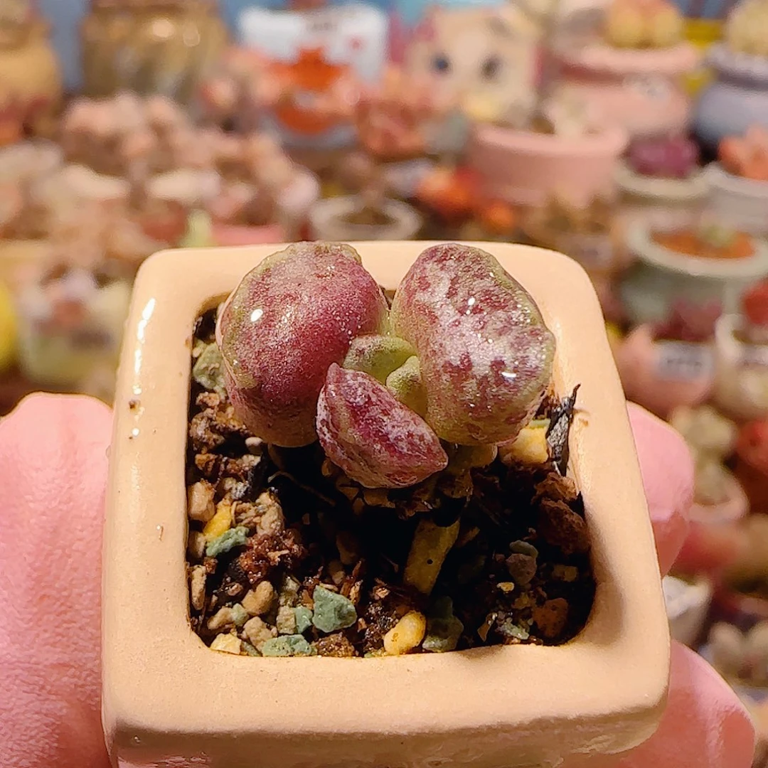 T可爱粉丸盆口2.5cm