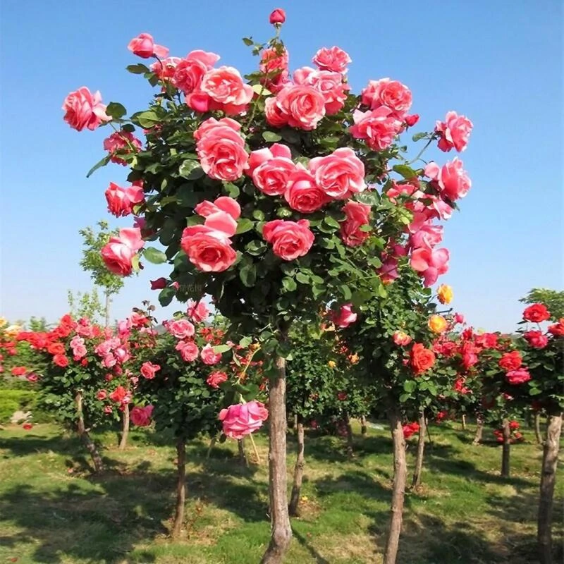 【山木香树桩（扉扇）（粉扇）】树桩月季花苗大花浓香树形树桩