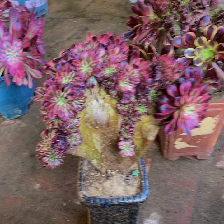 黑天鹅缀化多肉1颗