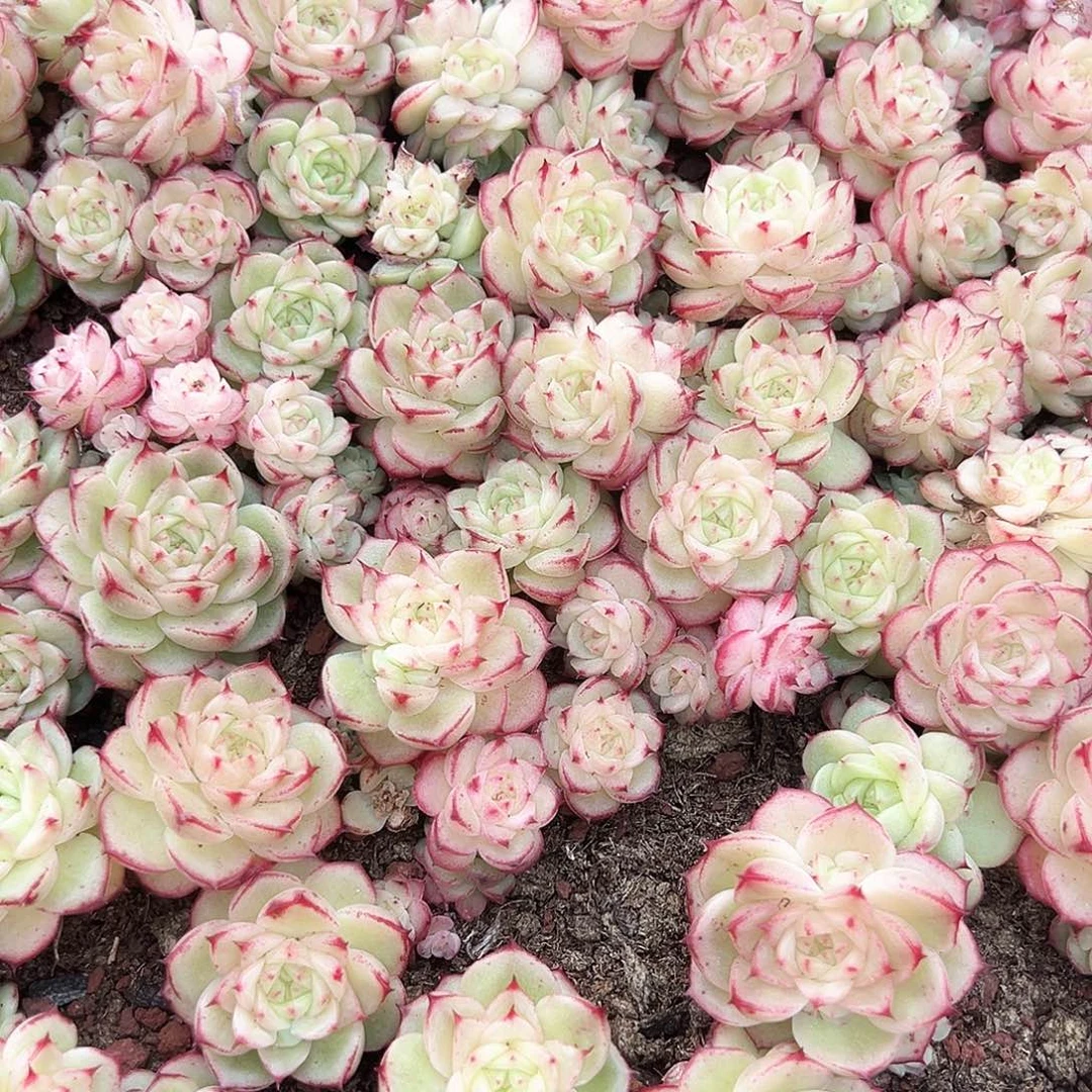 贰月园艺量拍089