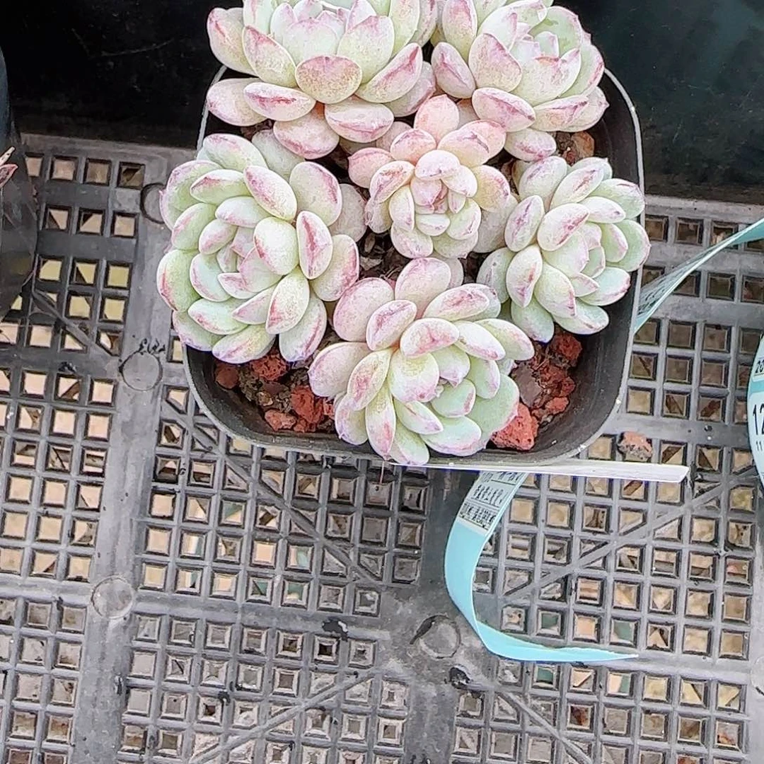 鬼***花多肉1103--108点绛唇